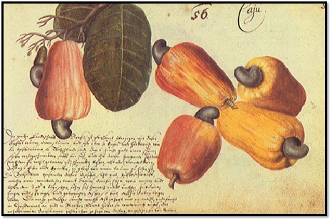Cashew Fruit